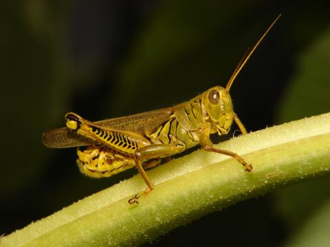 蚱蜢